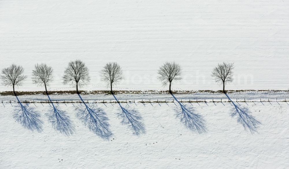 Aerial image Brilon - Snow-covered tree avenue in Altenbueren in North Rhine-Westphalia, Germany