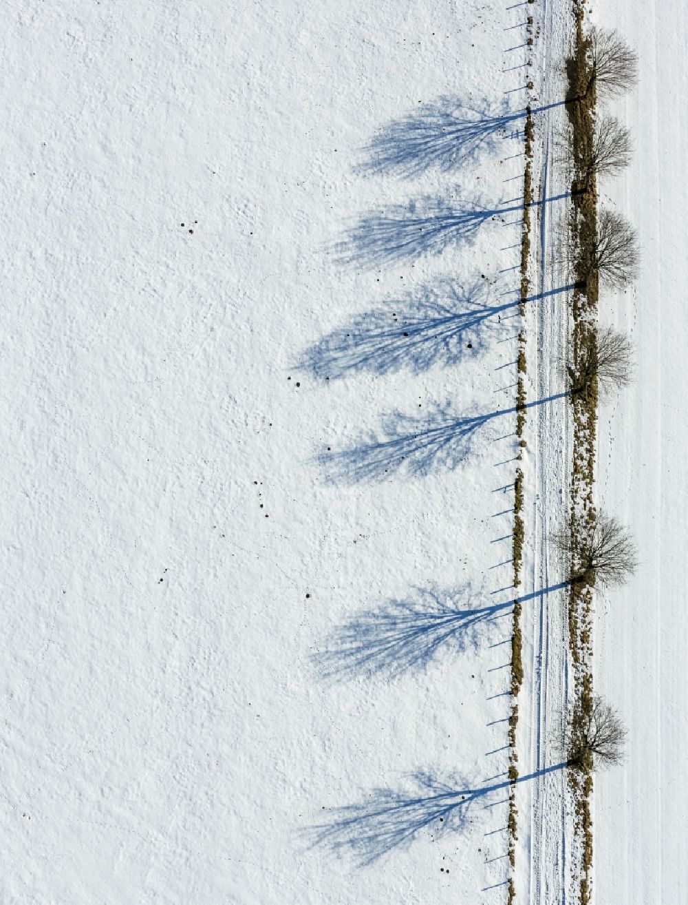 Aerial photograph Brilon - Snow-covered tree avenue in Altenbueren in North Rhine-Westphalia, Germany