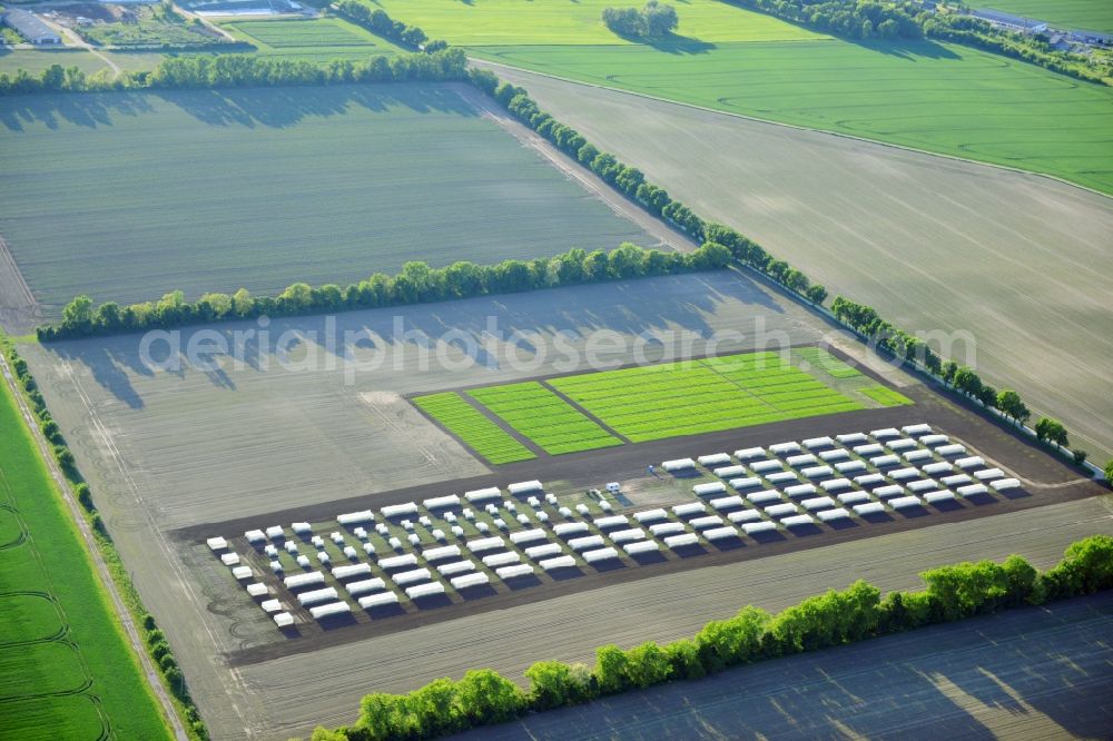 Aerial image Emersleben - Experimental field rows of a commercial farm in Emersleben in Saxony-Anhalt