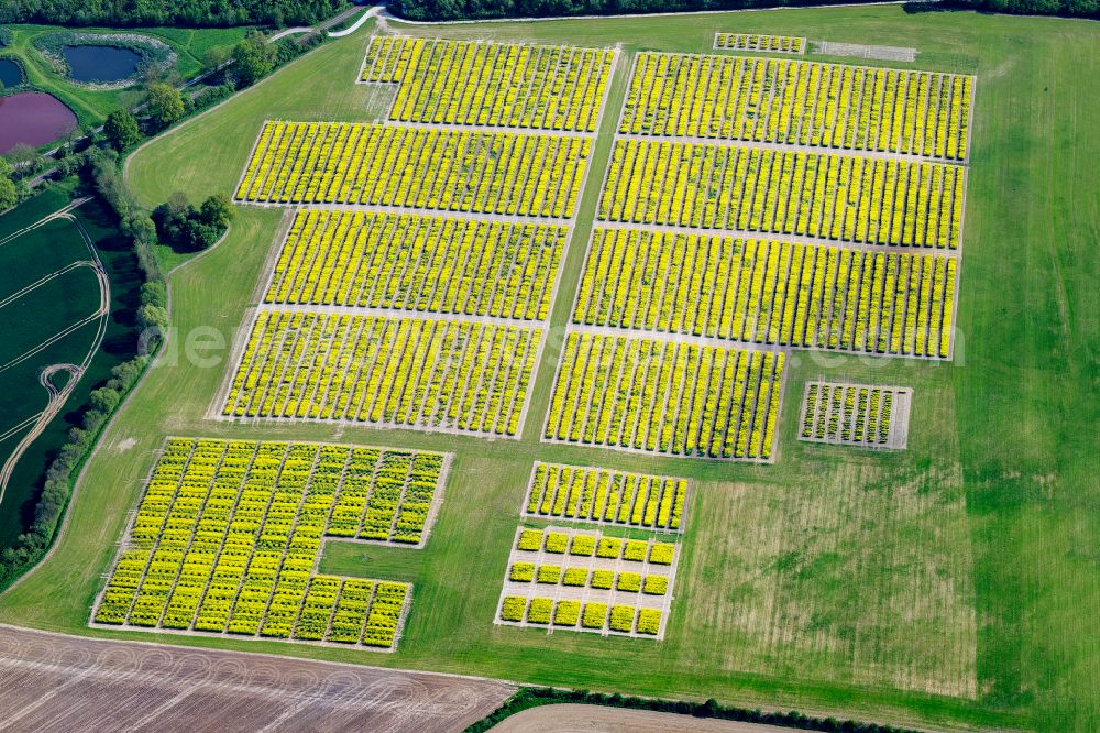 Neuwittenbek from above - Experimental and breeding fields of blooming rapeseed flowers in Neuwittenbek in the state Schleswig-Holstein, Germany