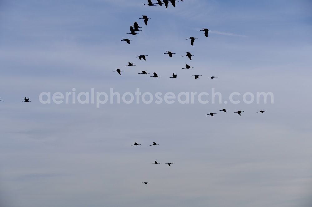 Aerial photograph Wesertal - Bird formation of cranes in flight in Wesertal in the state Hesse, Germany