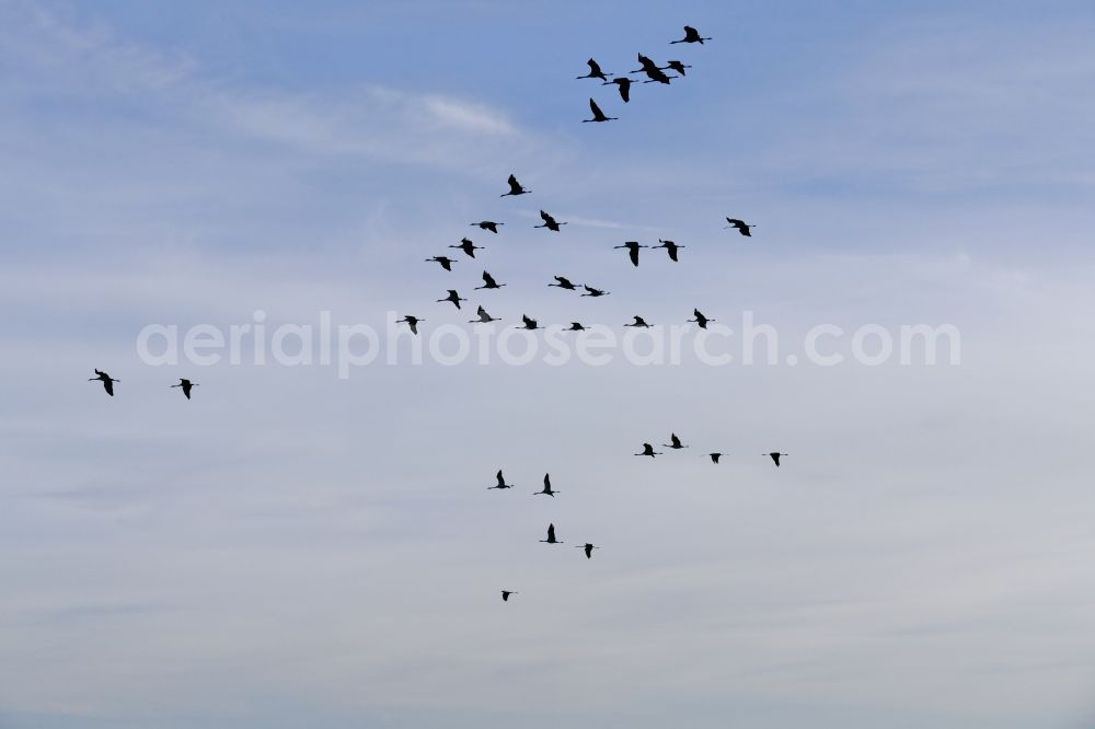 Wesertal from above - Bird formation of cranes in flight in Wesertal in the state Hesse, Germany