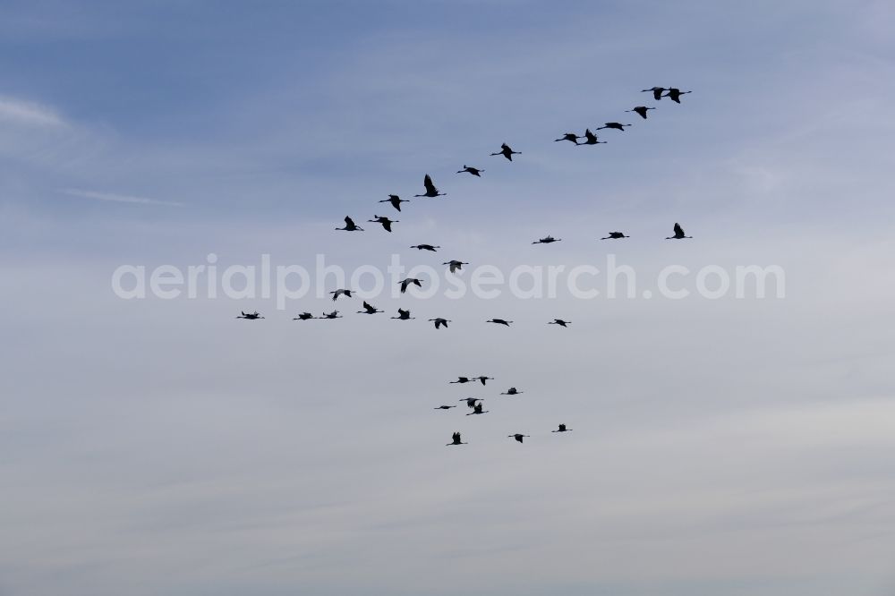 Wesertal from above - Bird formation of cranes in flight in Wesertal in the state Hesse, Germany