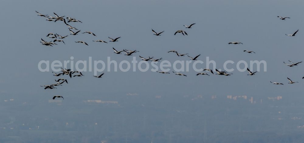 Gevelsberg from above - Flight Grey cranes (Grus grus) in Gevelsberg in North Rhine-Westphalia