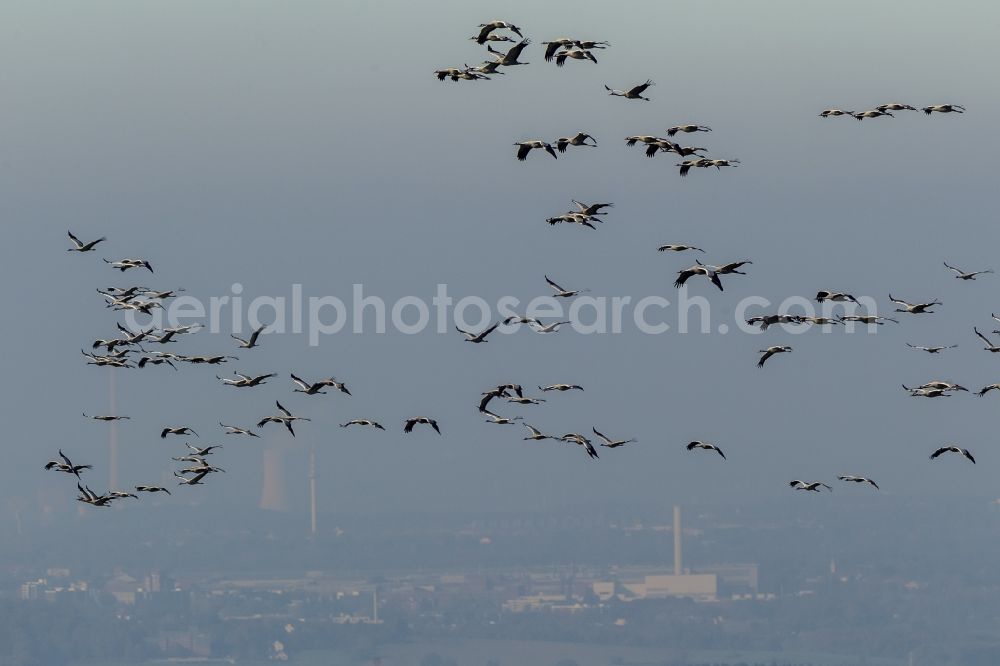 Gevelsberg from the bird's eye view: Flight Grey cranes (Grus grus) in Gevelsberg in North Rhine-Westphalia