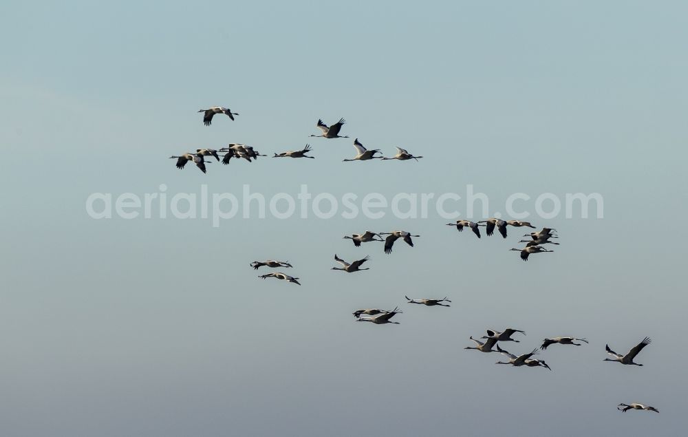 Aerial image Gevelsberg - Flight Grey cranes (Grus grus) in Gevelsberg in North Rhine-Westphalia