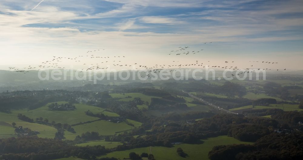 Aerial photograph Gevelsberg - Flight Grey cranes (Grus grus) in Gevelsberg in North Rhine-Westphalia