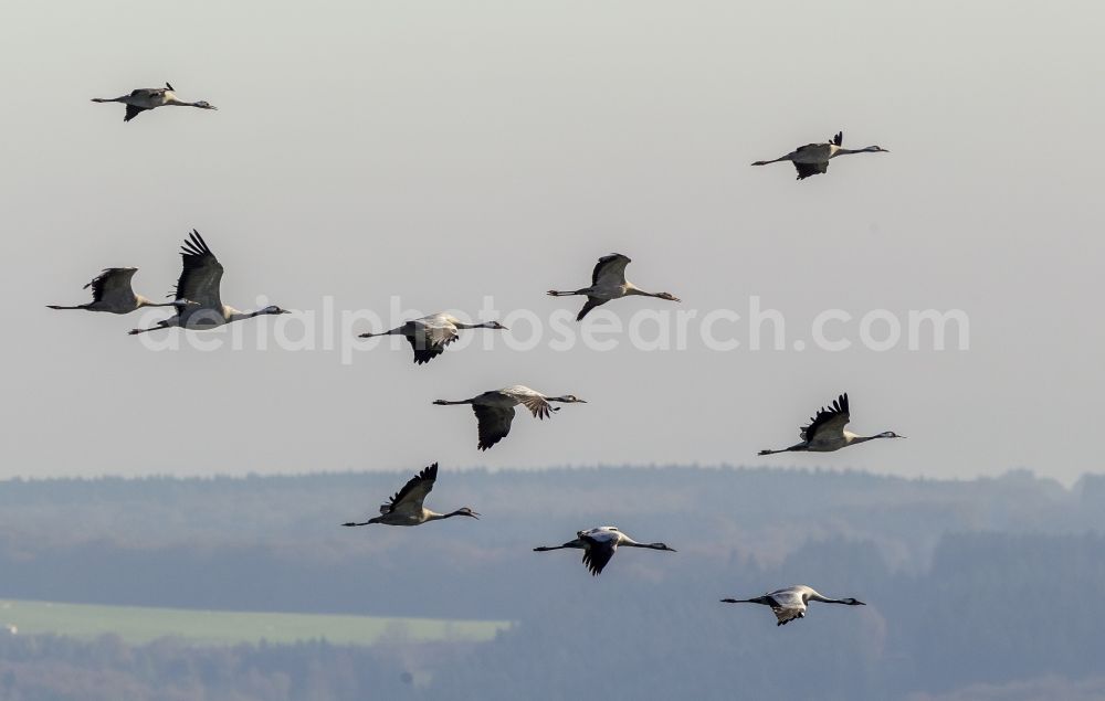 Gevelsberg from above - Flight Grey cranes (Grus grus) in Gevelsberg in North Rhine-Westphalia