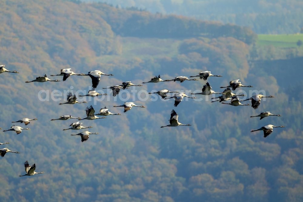 Gevelsberg from the bird's eye view: Flight Grey cranes (Grus grus) in Gevelsberg in North Rhine-Westphalia