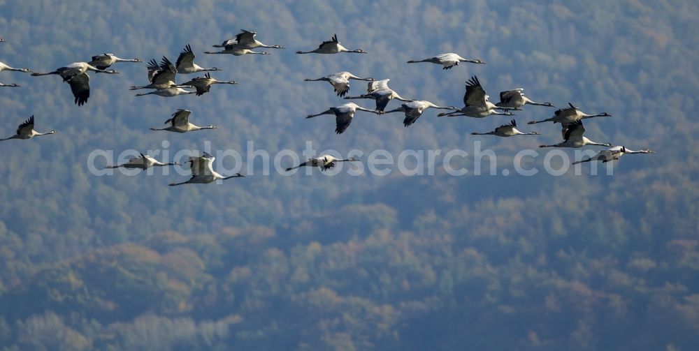 Aerial image Gevelsberg - Flight Grey cranes (Grus grus) in Gevelsberg in North Rhine-Westphalia