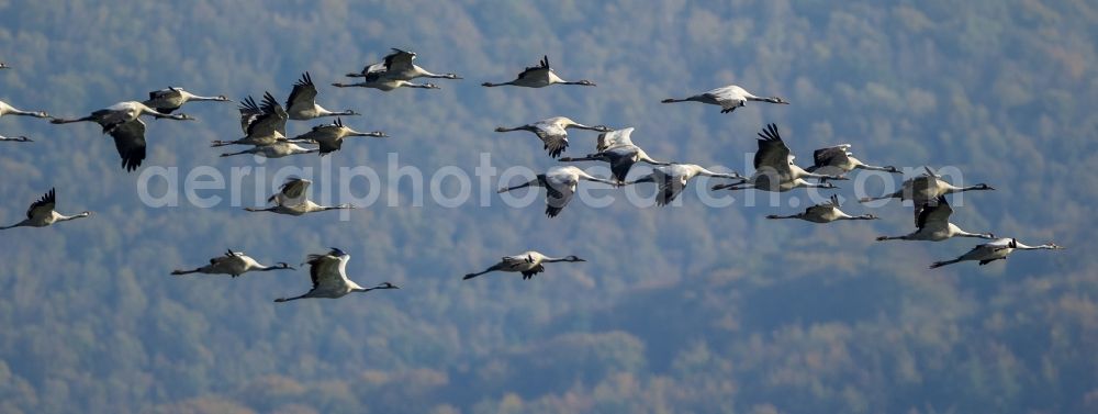 Gevelsberg from above - Flight Grey cranes (Grus grus) in Gevelsberg in North Rhine-Westphalia