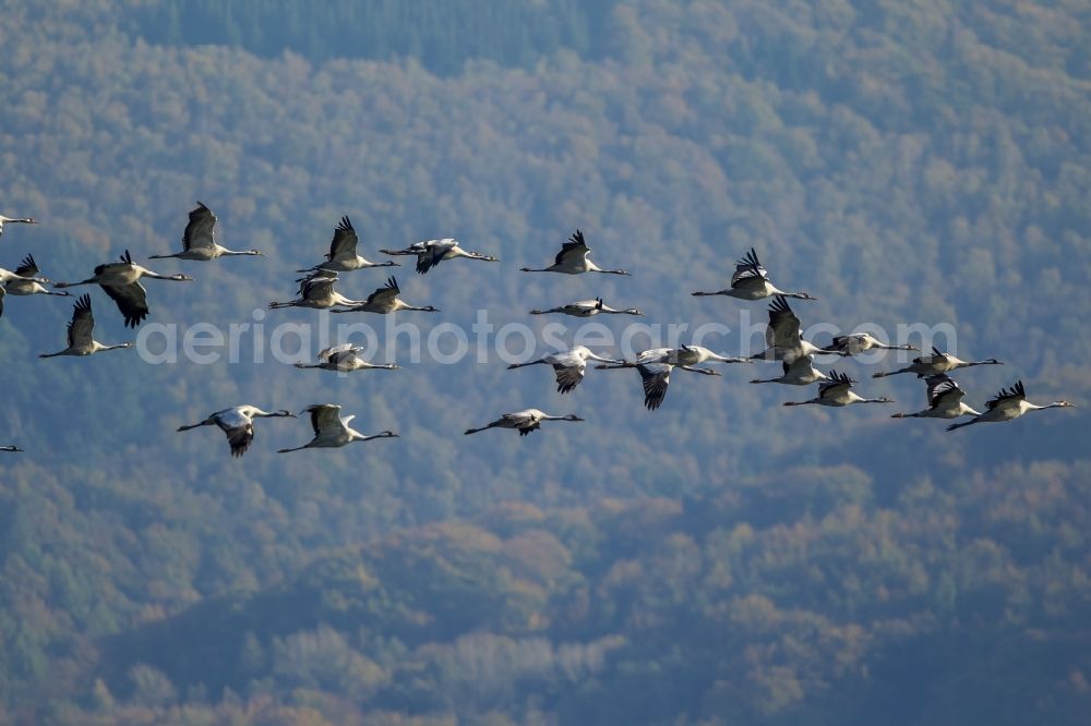 Gevelsberg from the bird's eye view: Flight Grey cranes (Grus grus) in Gevelsberg in North Rhine-Westphalia