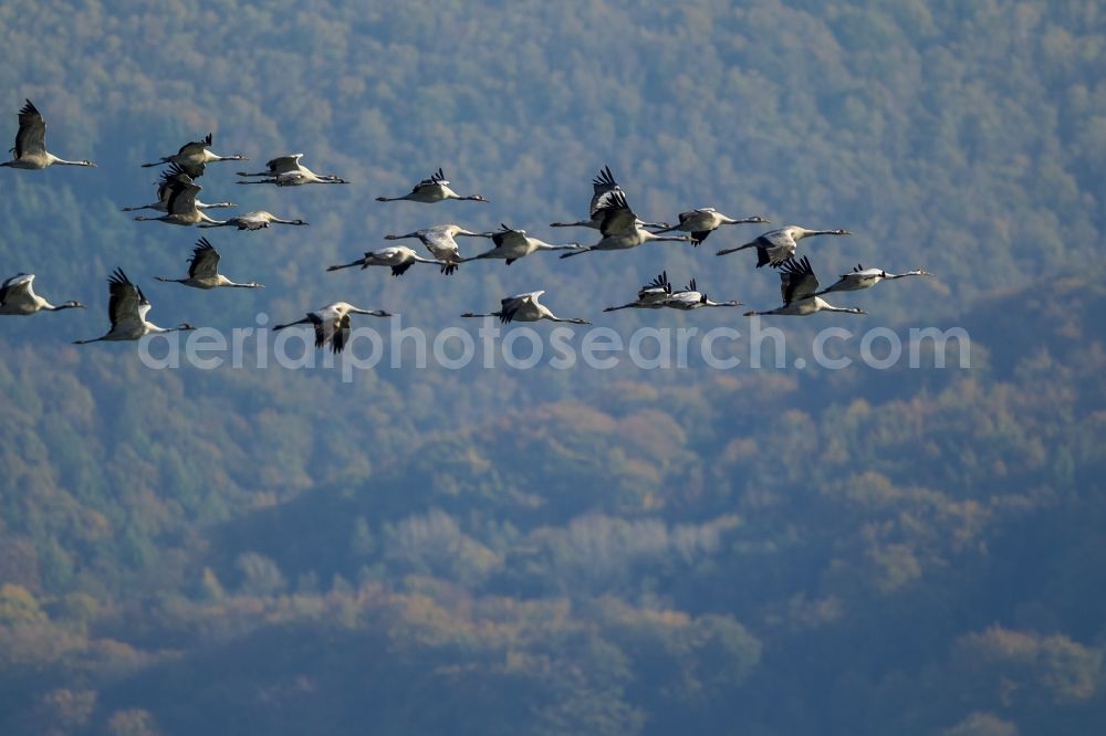 Aerial image Gevelsberg - Flight Grey cranes (Grus grus) in Gevelsberg in North Rhine-Westphalia