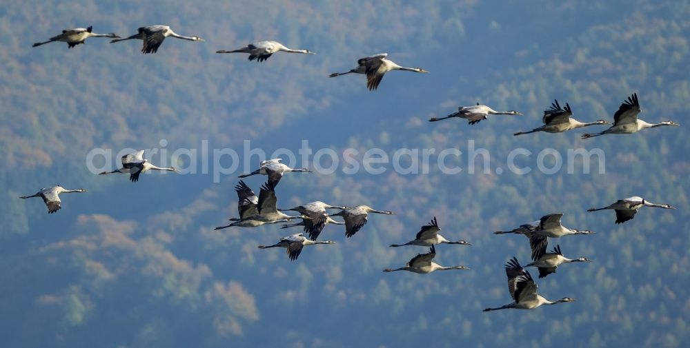 Aerial photograph Gevelsberg - Flight Grey cranes (Grus grus) in Gevelsberg in North Rhine-Westphalia