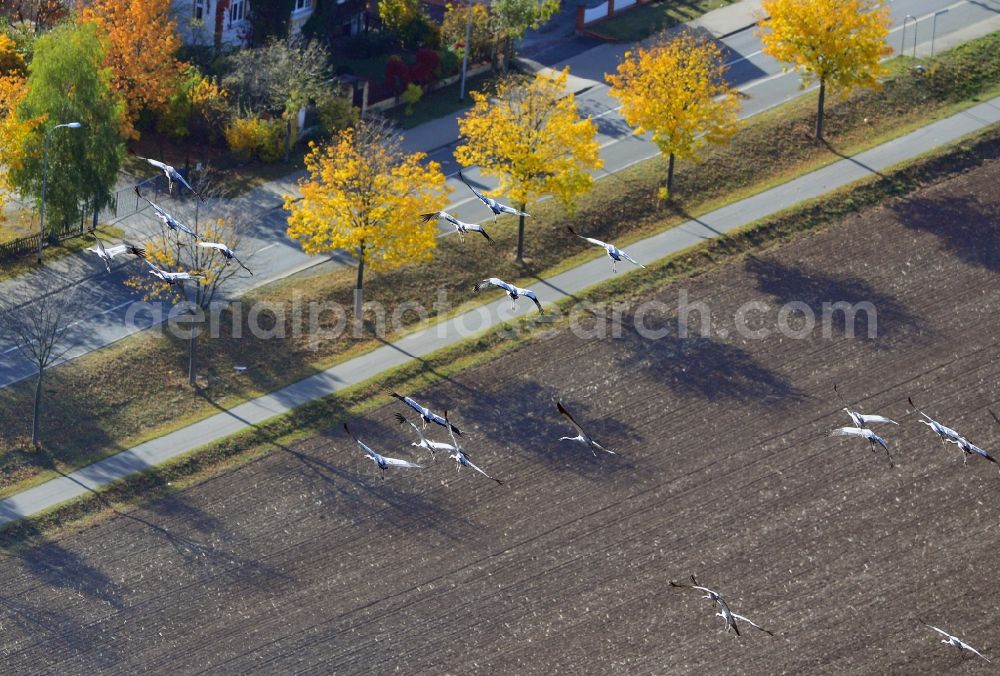 Aerial photograph Wernigerode - A flock of birds of gray herons on the outskirts of Wernigerode in the Harz in Saxony-Anhalt