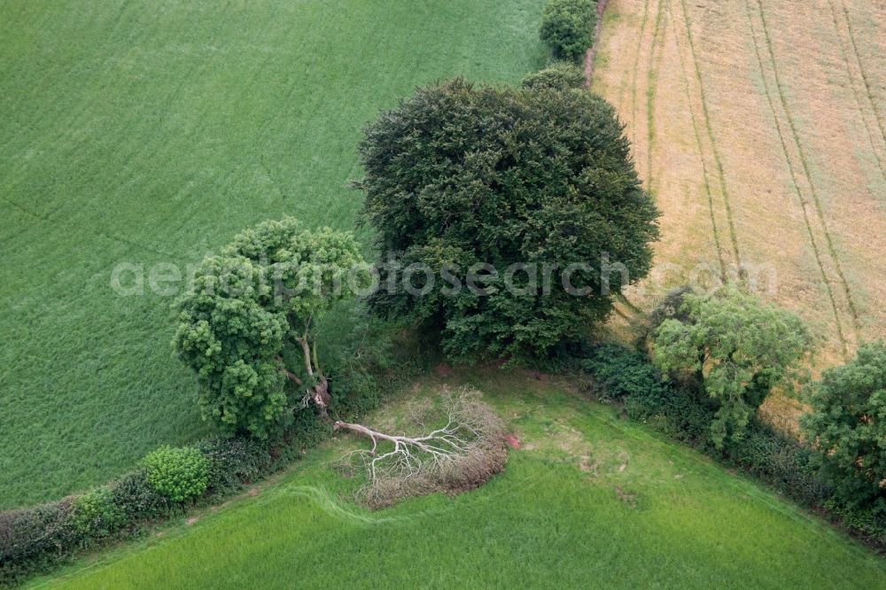 Compton from above - Tree split in two by a flash in a field edge in Compton in England, United Kingdom