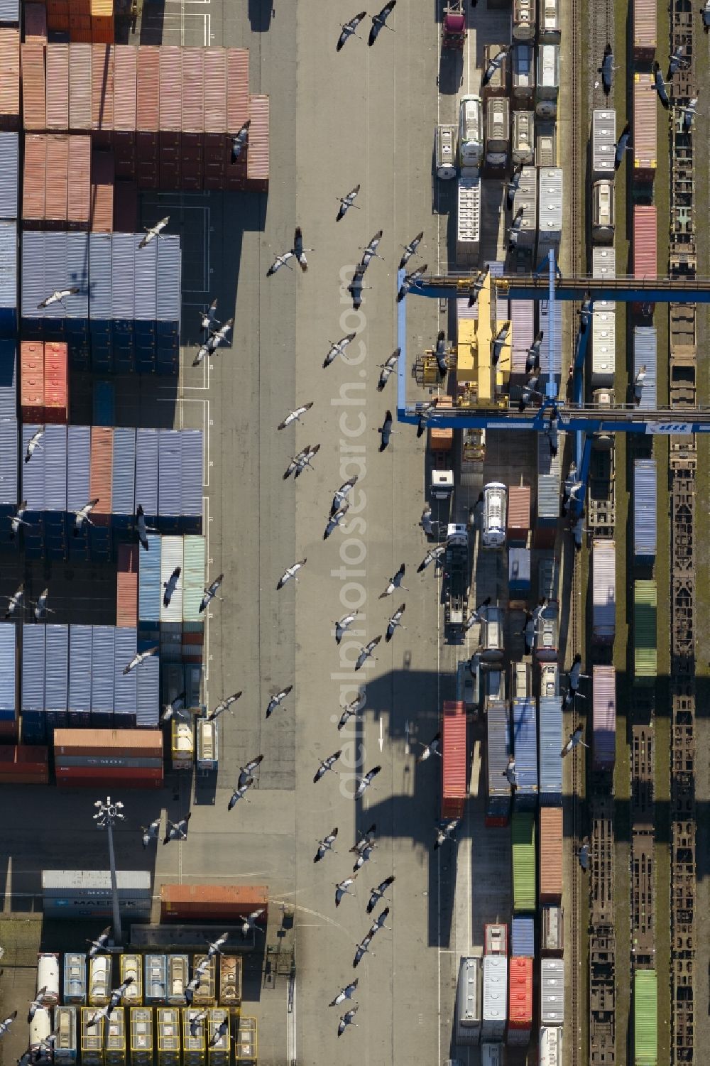 Duisburg from the bird's eye view: Crane Flock overflown container terminal at Logport I in Duisburg - West in the Ruhr area in North Rhine-Westphalia