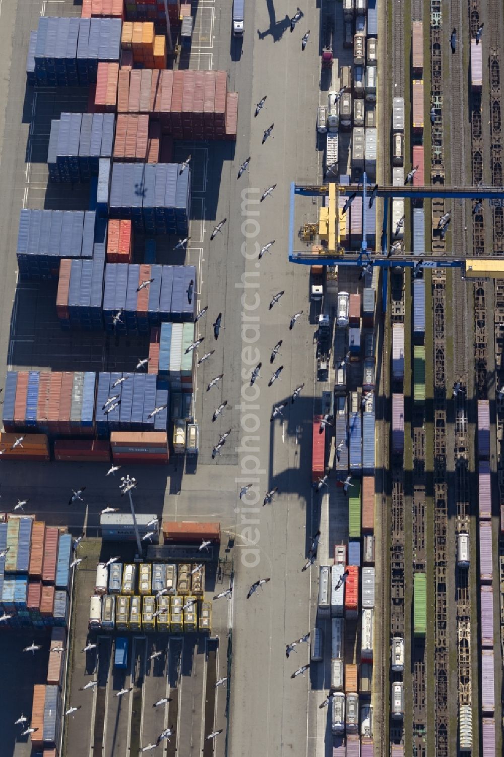 Aerial photograph Duisburg - Crane Flock overflown container terminal at Logport I in Duisburg - West in the Ruhr area in North Rhine-Westphalia