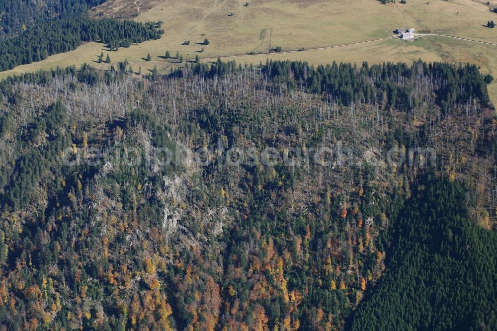 Feldberg (Schwarzwald) from above - Forest and mountain scenery in Feldberg (Schwarzwald) in the state Baden-Wuerttemberg, Germany. At the western slope of the Feldberg in the Black Forest, the strictly protected Bannwald Napf contains large dead tree trunks, which enable the three towed woodpecker to settle and breed