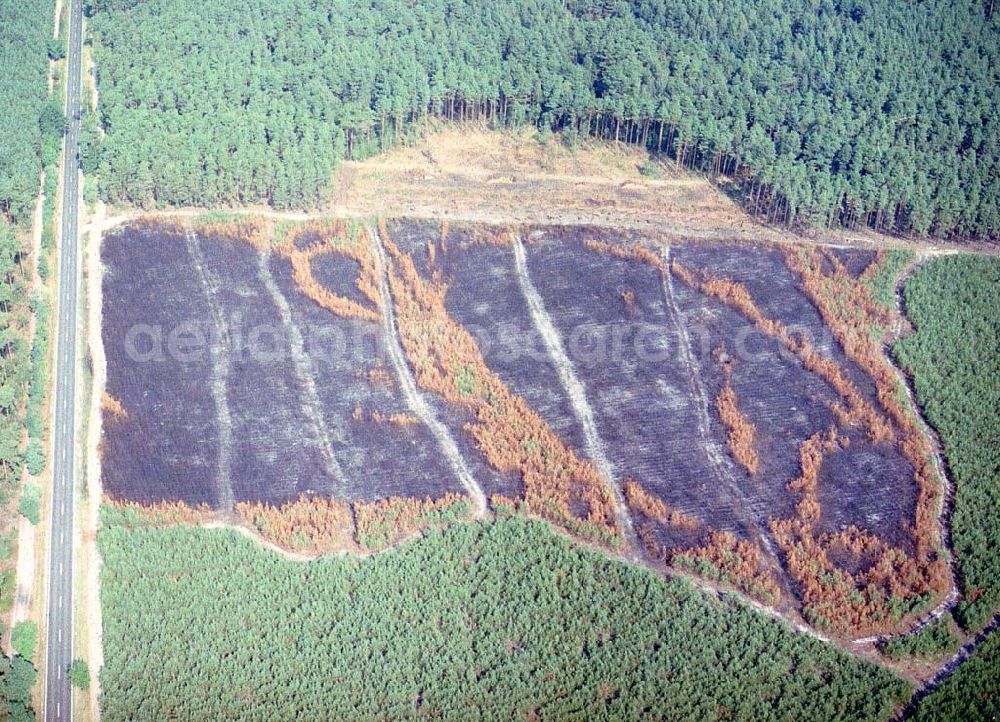 Lübben / Brandenburg from the bird's eye view: Waldbrandfläche südöstlich von Lübben in Brandenburg.