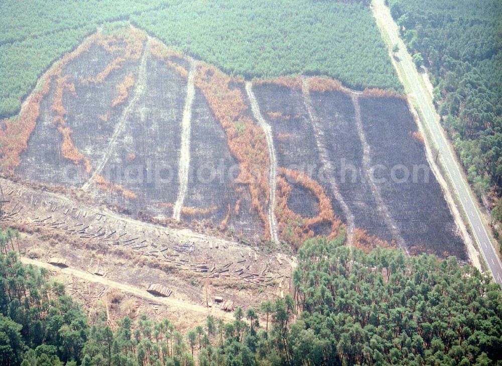 Lübben / Brandenburg from above - Waldbrandfläche südöstlich von Lübben in Brandenburg.