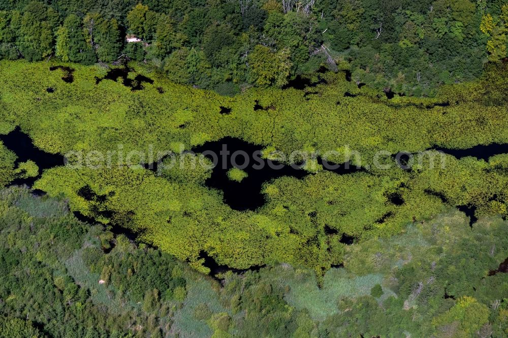 Meierwik from the bird's eye view: Forests on the shores of Lake Roikier See in Meierwik in the state Schleswig-Holstein, Germany