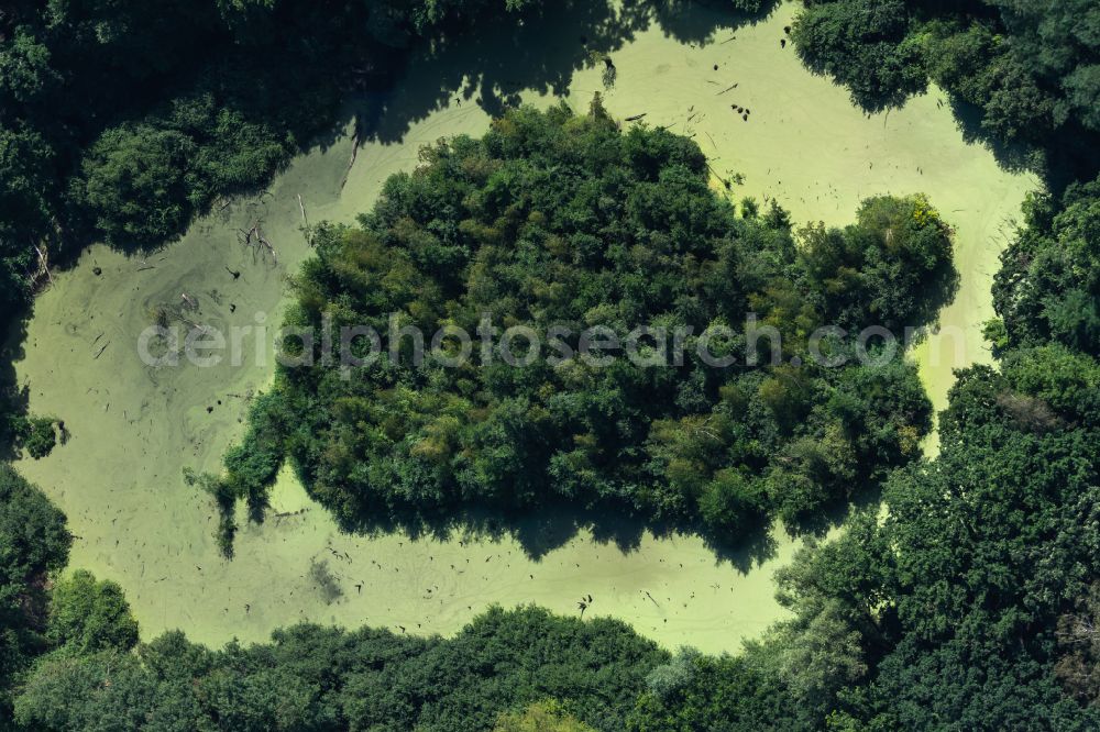 Aerial photograph Braunschweig - Forests on the shores of Lake Bullenteich on street Doweseeweg in the district Siegfriedviertel in Brunswick in the state Lower Saxony, Germany