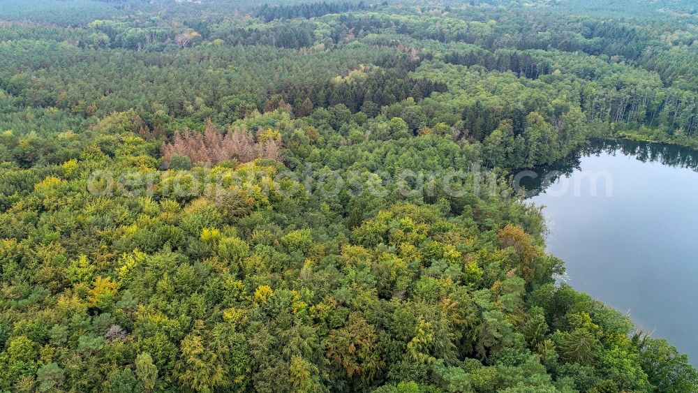 Treplin from the bird's eye view: Forests on the shores of Lake Grosser Trepliner See in Treplin in the state Brandenburg, Germany