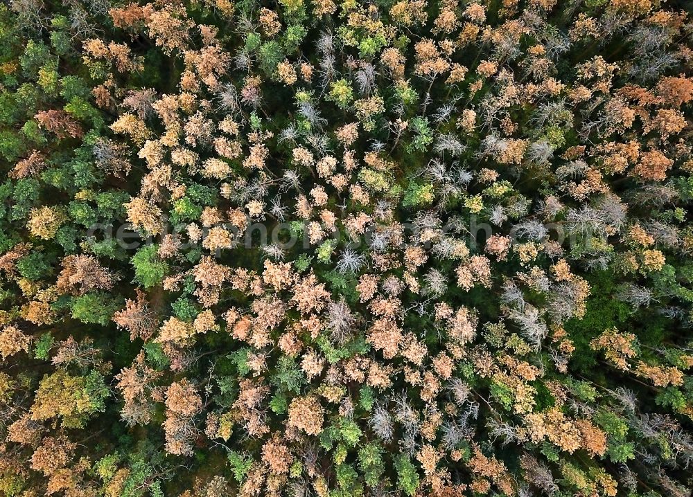 Aerial photograph Oranienbaum-Wörlitz - Forrest dying in Oranienbaum-Woerlitz in the state Saxony-Anhalt, Germany