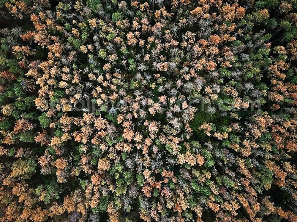 Oranienbaum-Wörlitz from above - Forrest dying in Oranienbaum-Woerlitz in the state Saxony-Anhalt, Germany