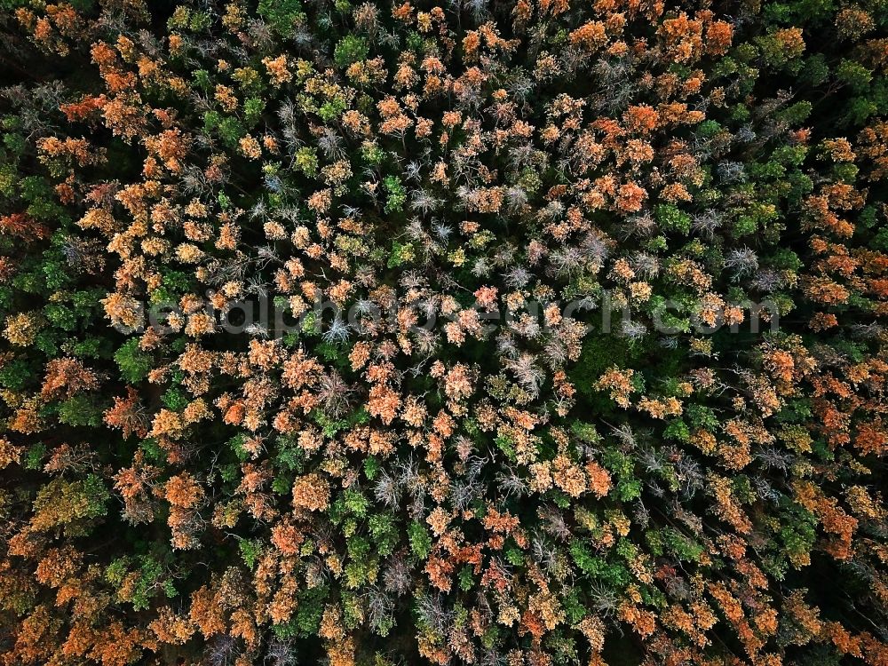 Oranienbaum-Wörlitz from the bird's eye view: Forrest dying in Oranienbaum-Woerlitz in the state Saxony-Anhalt, Germany