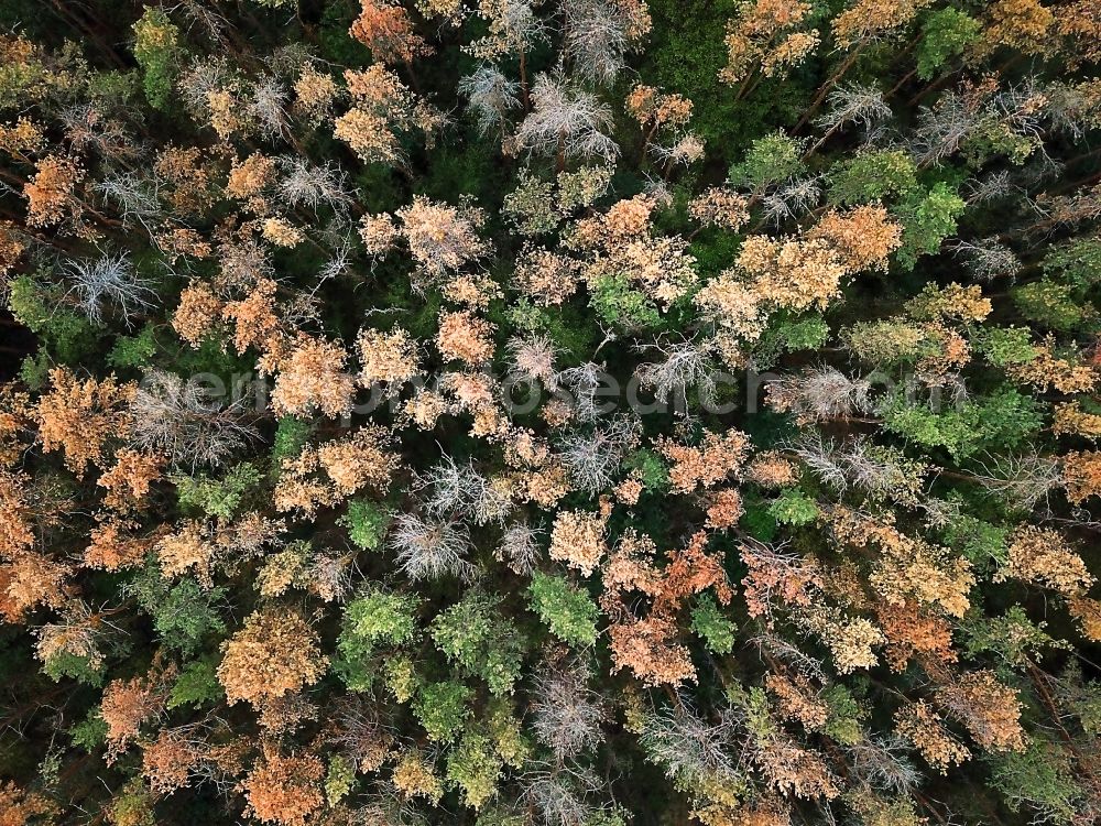 Aerial image Oranienbaum-Wörlitz - Forrest dying in Oranienbaum-Woerlitz in the state Saxony-Anhalt, Germany