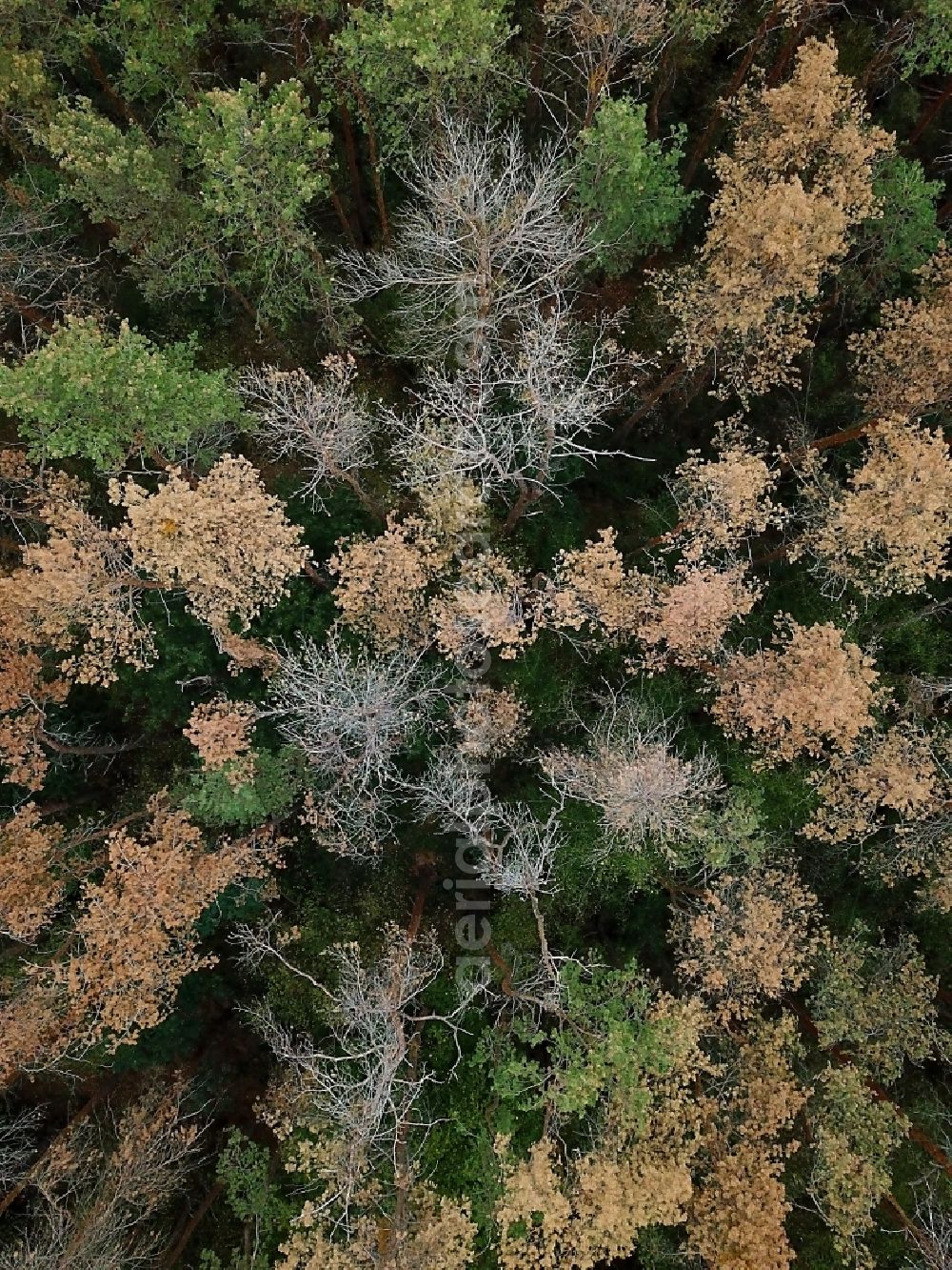 Aerial photograph Oranienbaum-Wörlitz - Forrest dying in Oranienbaum-Woerlitz in the state Saxony-Anhalt, Germany