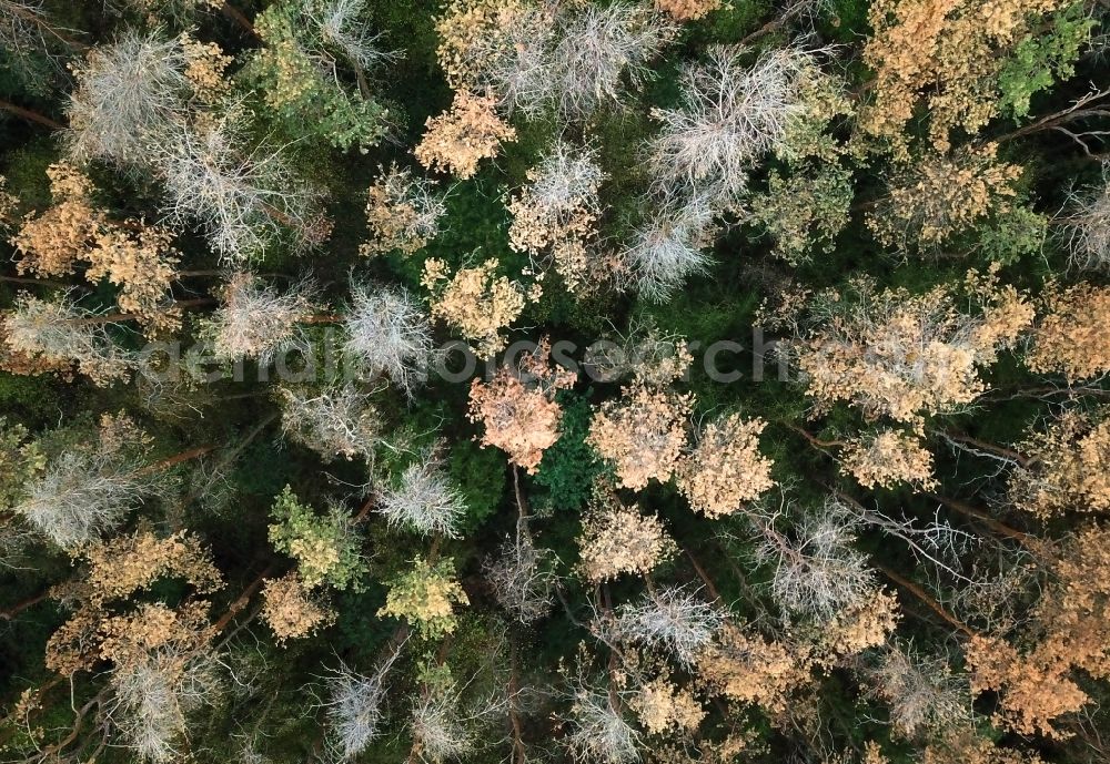 Oranienbaum-Wörlitz from above - Forrest dying in Oranienbaum-Woerlitz in the state Saxony-Anhalt, Germany