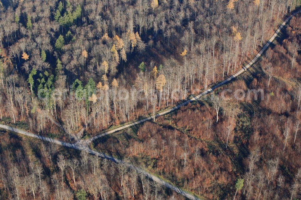 Rheinfelden (Baden) from above - Forest road in autumn forest in Rheinfelden (Baden) in the state of Baden-Wuerttemberg