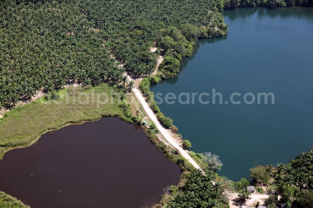 Aerial photograph Si Sunthon - Landscape with lakes and palm forests at Chuan Chuen Village in Si Sunthon of Phuket island in Thailand