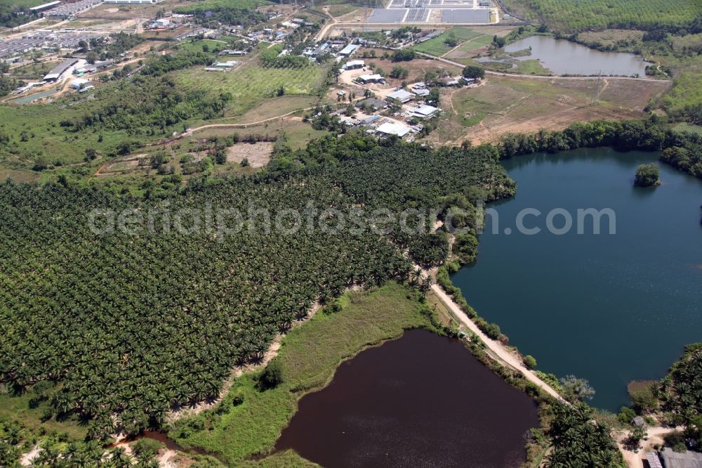 Si Sunthon from above - Landscape with lakes and palm forests at Chuan Chuen Village in Si Sunthon of Phuket island in Thailand