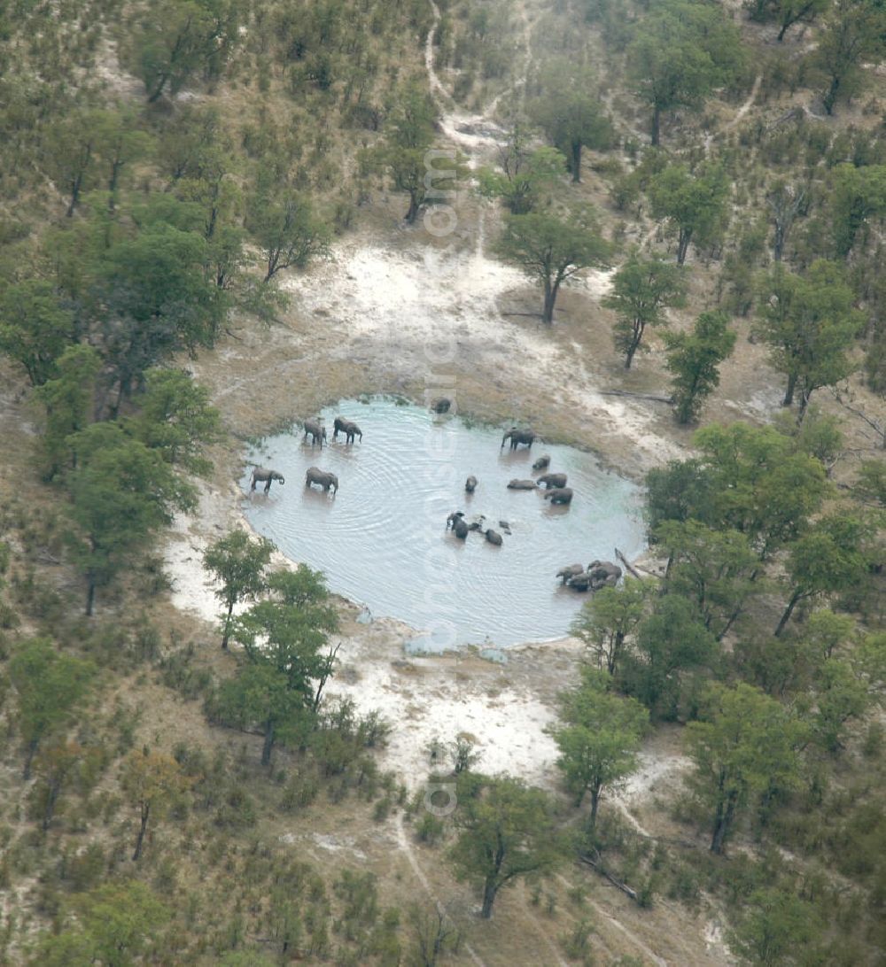 Aerial image Lefase - Blick auf ein Wasserloch mit Elefanten in Botsuana in der Nähe des Chobe-Nationalparks. View of a water hole with elephants in Botswana, near the Chobe National Park.