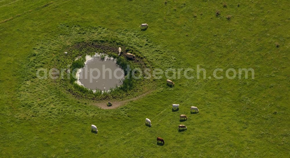 Aerial image Kloster - Waterhole with cows on a pasture on the island Hiddensee in Mecklenburg-Western Pomerania