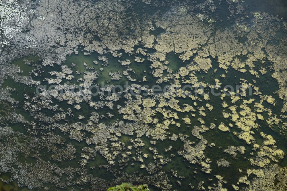 Lebus from the bird's eye view: Water surface of a pool in Lebus in the state Brandenburg