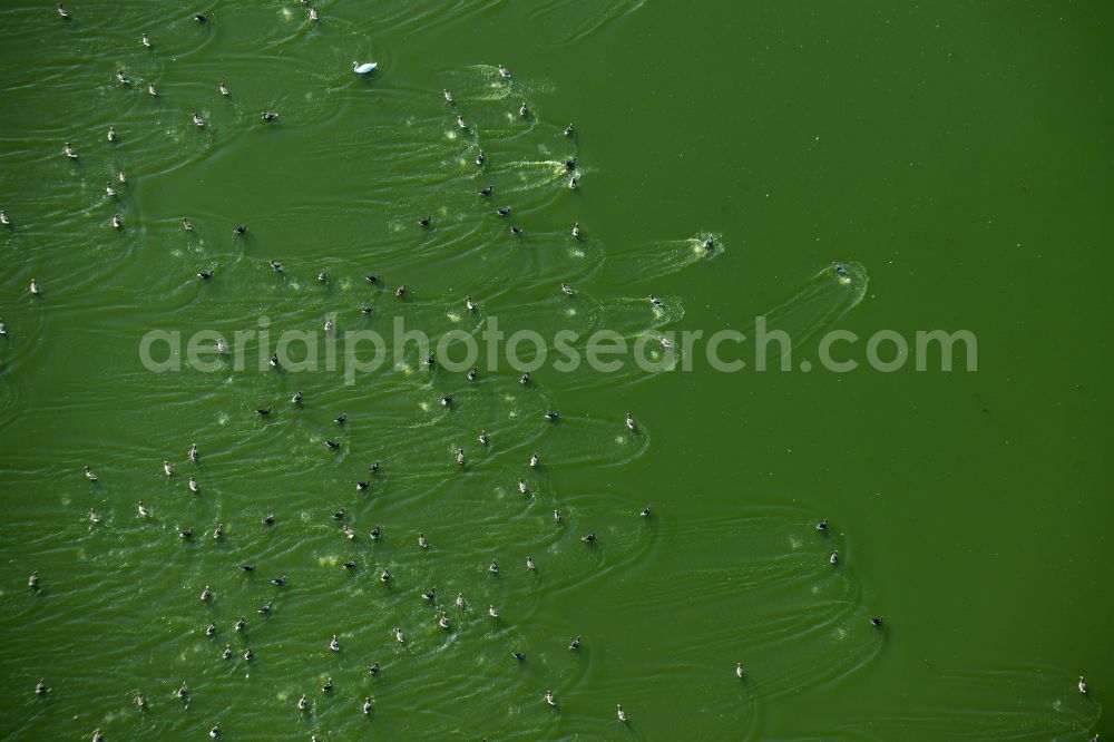 Aerial photograph Bad Schmiedeberg - Water birds, ducks and swans on the lakes of Laussiger Teiche in Bad Schmiedeberg in the state of Saxony-Anhalt