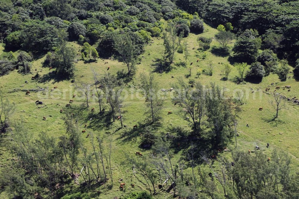 Aerial photograph Souffleur - Grass area-structures with bark - herd at Souffleur, Mauritius