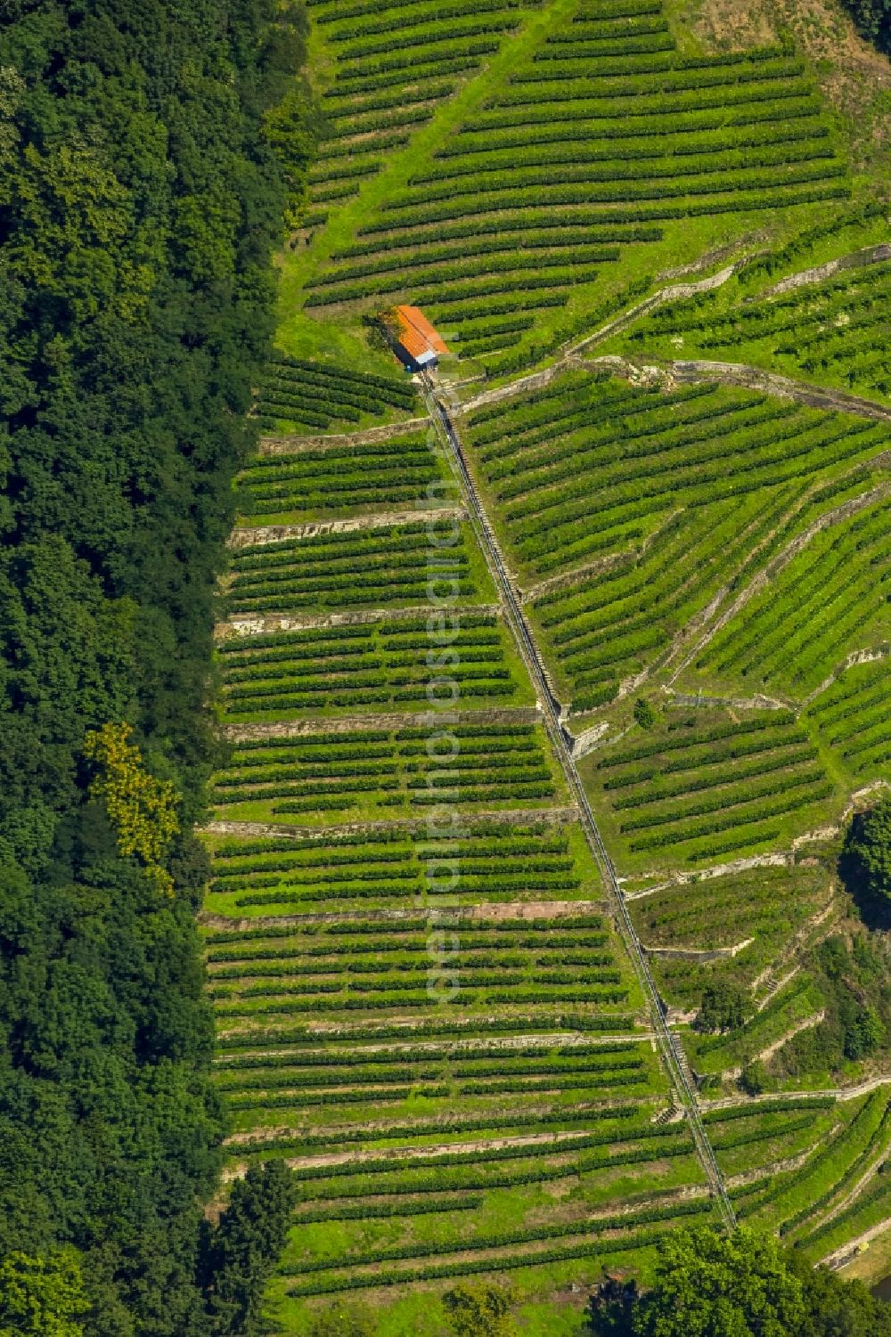 Freiburg im Breisgau from above - Wine at the Freiburg Schlossberg in Oberau in Freiburg in Baden-Wuerttemberg