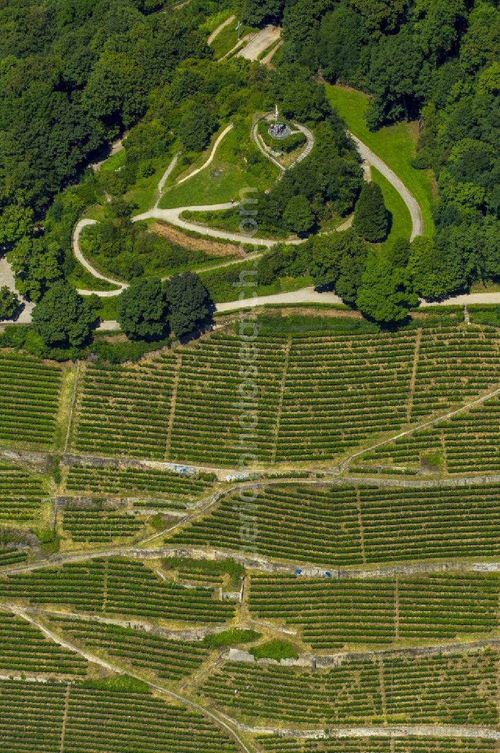 Freiburg im Breisgau from the bird's eye view: Wine at the Freiburg Schlossberg in Oberau in Freiburg in Baden-Wuerttemberg