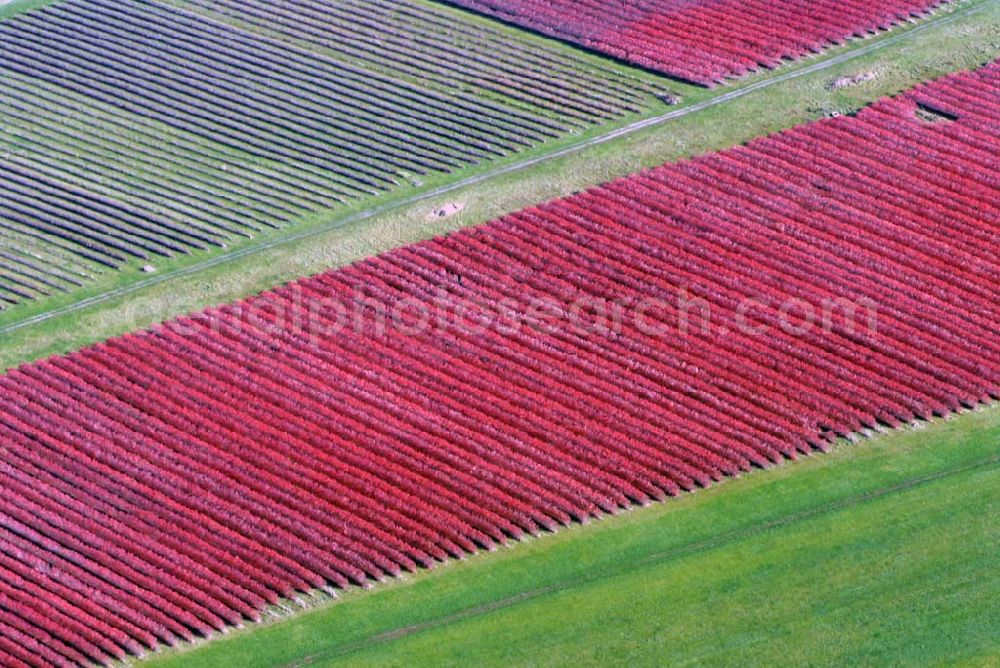 Aerial photograph Zaschendorf - Blick auf das Weinbaugebiet am Kapitelholzsteig Großlage Tauberberg - Teil des Sächsischen Weinwan derweges von Oberau über Niederau, Zaschendorf, Spaargebirge nach Meißen.