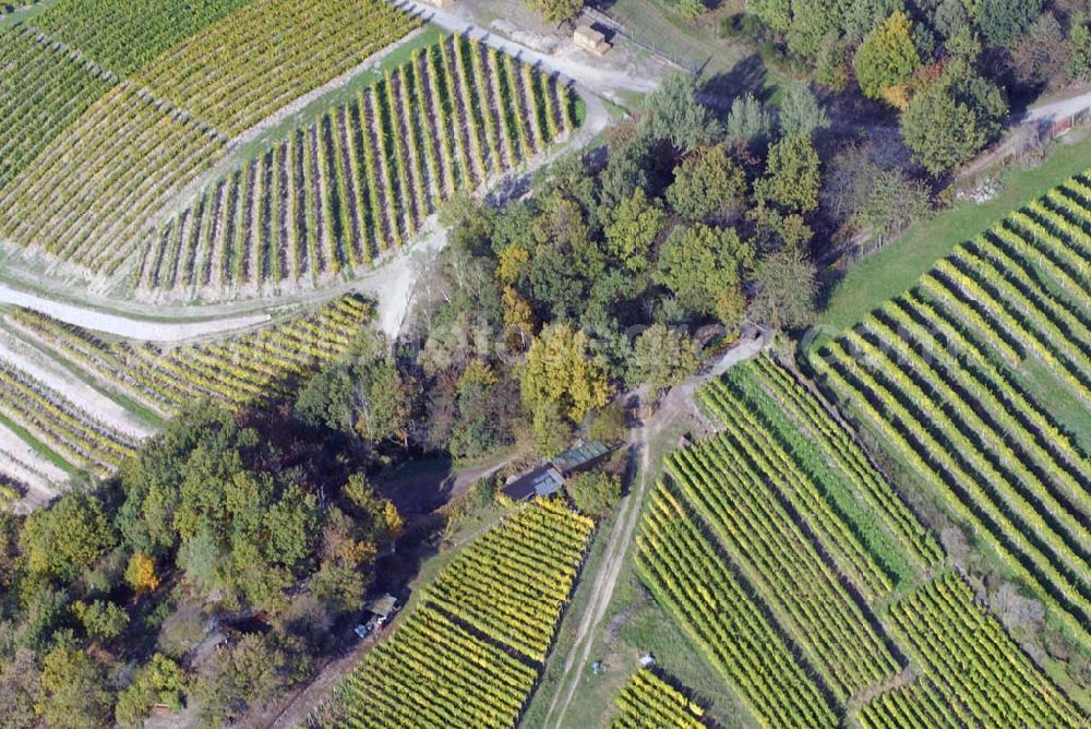 Zaschendorf from the bird's eye view: Blick auf das Weinbaugebiet am Kapitelholzsteig Großlage Tauberberg - Teil des Sächsischen Weinwan derweges von Oberau über Niederau, Zaschendorf, Spaargebirge nach Meißen.