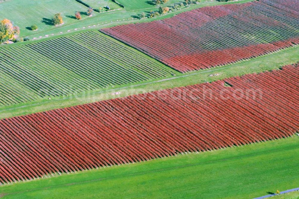 Aerial image Zaschendorf - Blick auf das Weinbaugebiet am Kapitelholzsteig Großlage Tauberberg - Teil des Sächsischen Weinwan derweges von Oberau über Niederau, Zaschendorf, Spaargebirge nach Meißen.