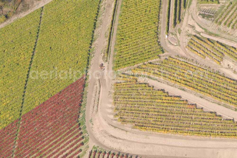 Aerial photograph Zaschendorf - Blick auf das Weinbaugebiet am Kapitelholzsteig Großlage Tauberberg - Teil des Sächsischen Weinwan derweges von Oberau über Niederau, Zaschendorf, Spaargebirge nach Meißen.