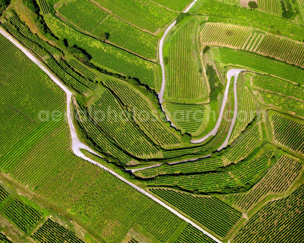 Aerial photograph Sasbach am Kaiserstuhl - View of vineyards in Sasbach am Kaiserstuhl in Baden-Württemberg