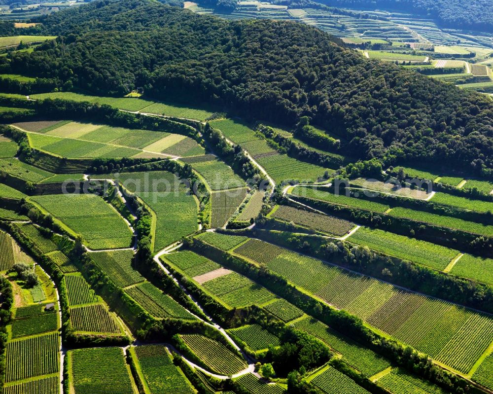 Aerial photograph Vogtsburg im Kaiserstuhl i - View of vineyards in Vogtsburg im Kaiserstuhl in Baden-Württemberg